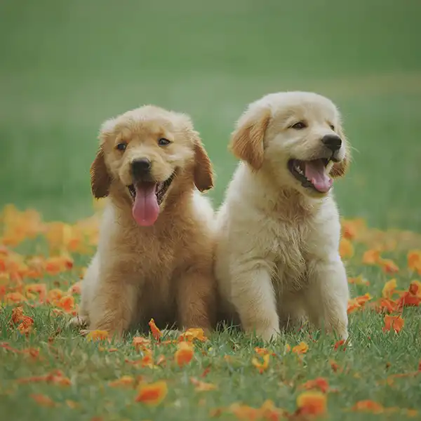pettoyplanetIntroduction